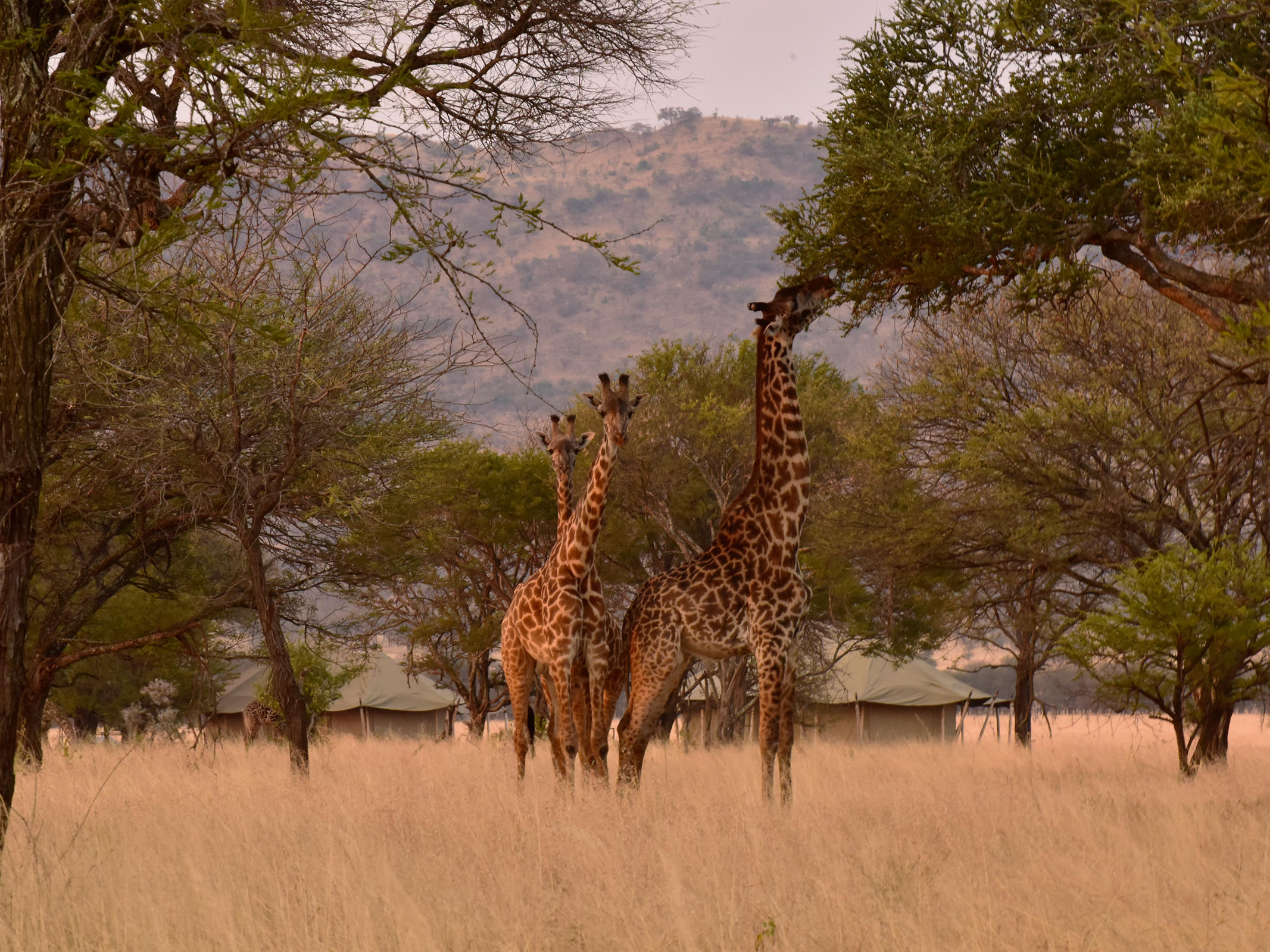 4-Day Tarangire, Serengeti & Ngorongoro Crater Tour